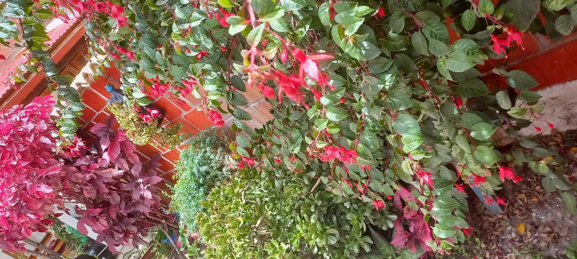 Hostal Raymi Ollantaytambo Zewnętrze zdjęcie